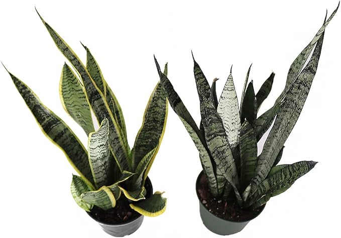 American Plant Exchange Snake Plants, Live Sansevieria Pack of Two 6-Inch Pots, Laurentii & Zeylanica, Easy Care, Air Purifying, Indoor Houseplants for Versatile Home, Office & Garden Décor