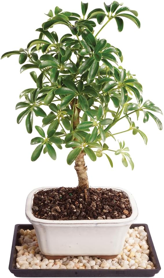 Brussel's Bonsai Live Hawaiian Umbrella Bonsai Tree - Small, 3 Year, 4 to 7 Inches Tall - Indoor Bonsai Tree with Bonsai Pot and Bonsai Tray