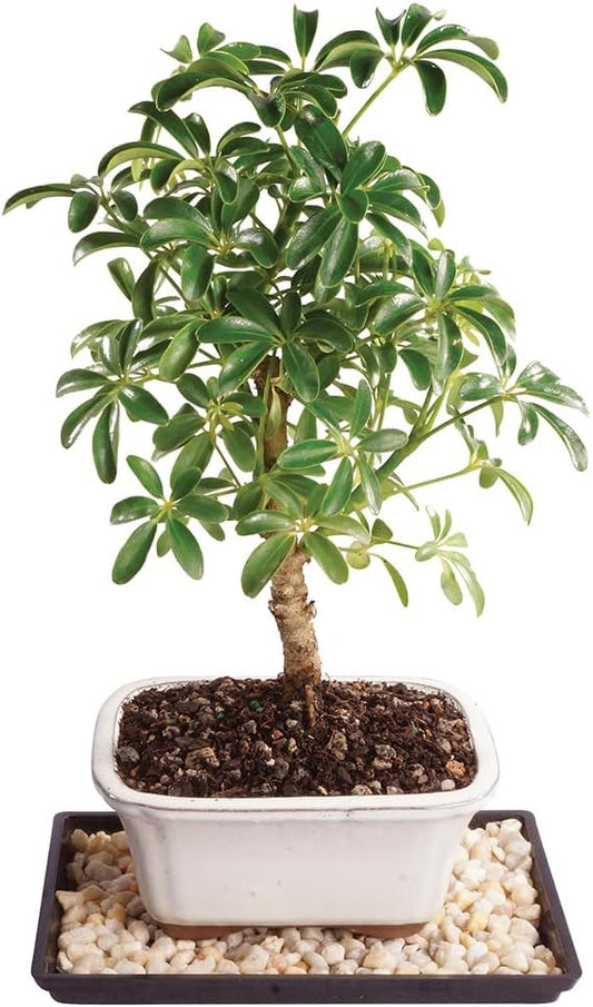 Brussel's Bonsai Live Hawaiian Umbrella Bonsai Tree - Small, 3 Year, 4 to 7 Inches Tall - Indoor Bonsai Tree with Bonsai Pot and Bonsai Tray