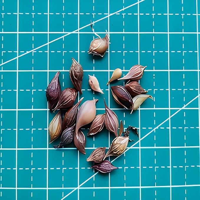 Oxalis Obtusa 'Sundisc' Jane - 5 Premium Bulbs, Red Flowers, Unique Houseplant