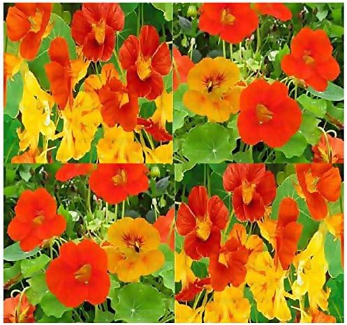 Big Pack - Nasturtium Flower Seed Mix (1,000) - Edible Tropaeolum nanum - Spurred, Flat-Faced Trumpet - Used in Cake & Bakery - Flower Seeds by MySeeds.Co (Big Pack - Nasturtium Mix)