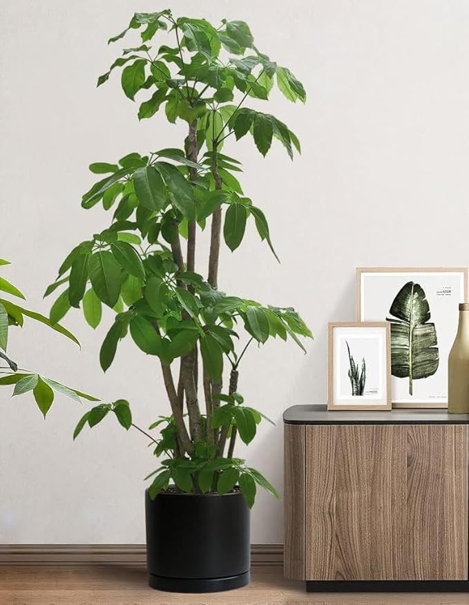 Ceramic Plant Saucer Pot Tray 10 Inch, Planter Saucers 4 5 6 7 8 9 10 11 12 13 Inch for Indoors Outdoor, Durable Sturdy Flower Drainage drip Water Tray for Glazed Pots Base (10.7 Inch-Black)