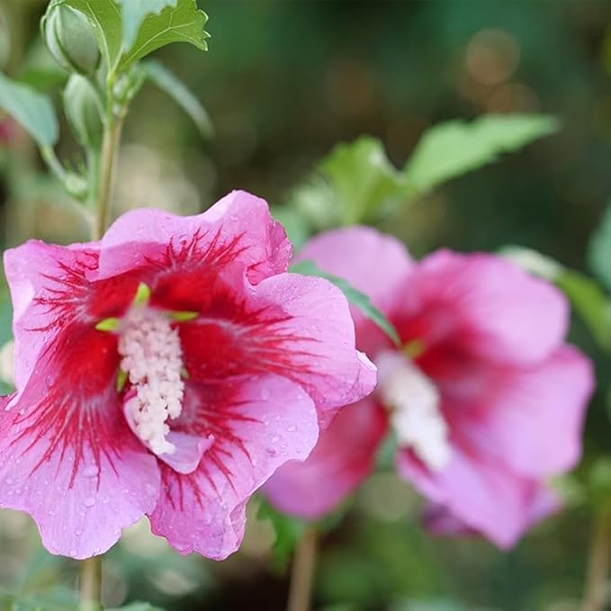 2g Proven Winners Hibiscus Red Pillar