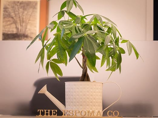 Espoma 8 Ounce Concentrated Organic Indoor Plant Food - Indoor Plant Fertilizer for Large & Small Plants Like Pothos, Fiddle Leaf Fig, Monstera, Snake & Palms - Pack of 3