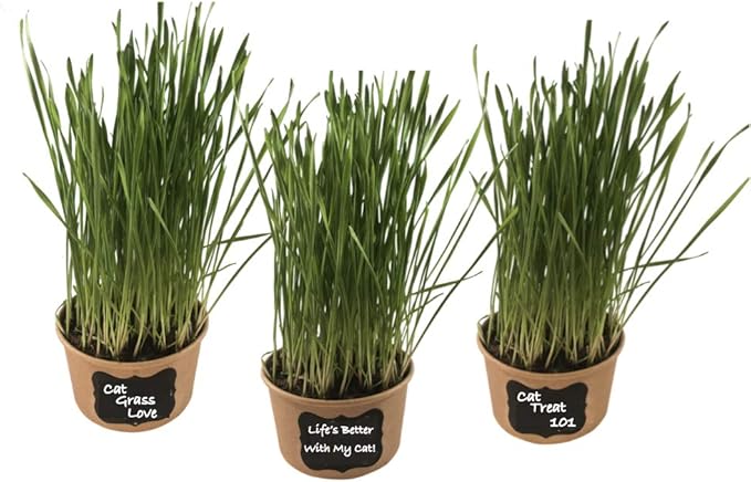 Easy Cat Grass Kit (3 Pack) Just Add Water. Includes Certified Organic Non GMO Wheatgrass Seed, Fiber Soil, Cups Chalkboard Labels. Your Pets Will Love This
