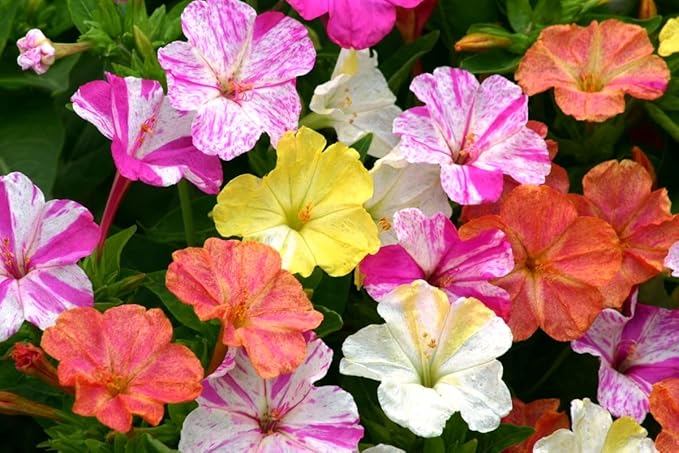 Seeds Four O'clock Marvel of Peru Mirabilis Mix Annual Non GMO Flowers for Planting