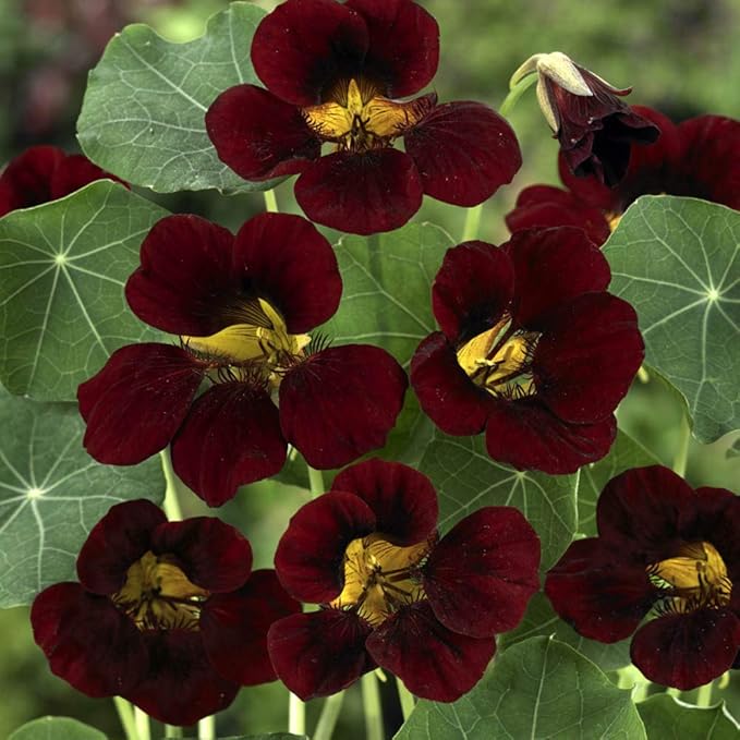 Outsidepride 400 Seeds Annual Nasturtium Mahogany Black Velvet Cimbing Vine Flower Seeds for Planting