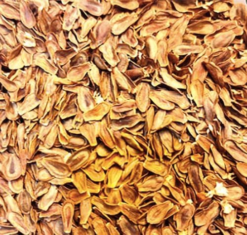 Common Milkweed Seeds - Asclepias syriaca - Attracts Monarch Butterflies