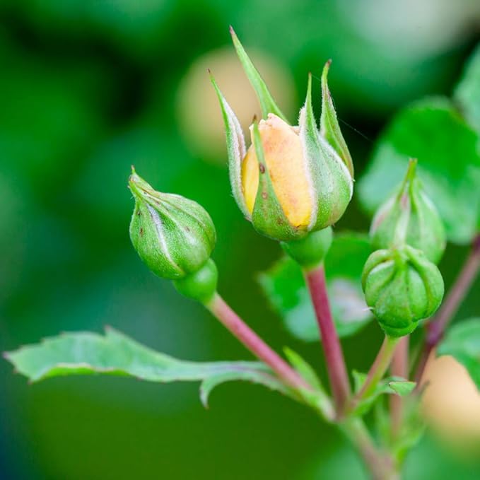 Perfect Plants Popcorn Drift Rose Live Plant, 1 Gallon, Includes Care Guide