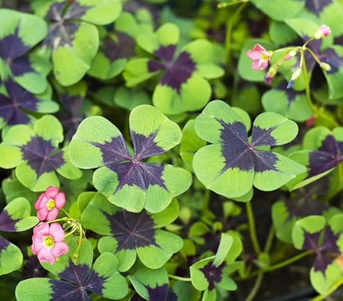 Iron Cross Shamrock Bulbs for Planting - Fast Growing Year Round Color Indoors or Outdoors - Oxalis Shamrock Bulbs for Good Luck (50 Bulbs)