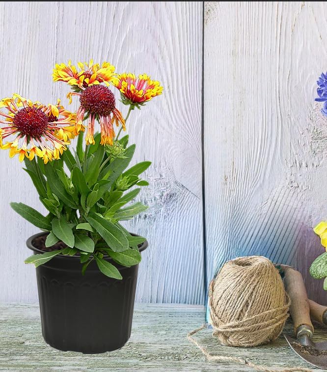 50-Pack 2.5 Gallon Flexible Plastic Plant Pots,Thickened Soft Seed Starting Container for Indoor Outdoor Plants, Seedlings, Vegetables, Succulents and Cuttings