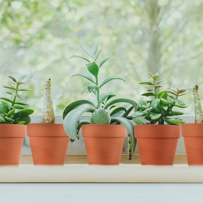 3 Inch Terracotta Pots - 22Pack Clay Flower Pots with Drainage Hole, Succulent Nursery Pot/Cactus Plant Pot. Great for Plants, Crafts, Wedding Favorn, DIY Production