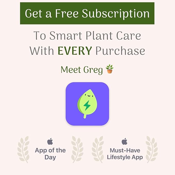 American Plant Exchange Peace Lily, Live Indoor Flowering Houseplant, Easy Care, Low Light, 6-Inch Pot W/Deco Cover, 15-24 Inches Tall, Home, Office & Patio Décor, Housewarming or Sympathy Gift