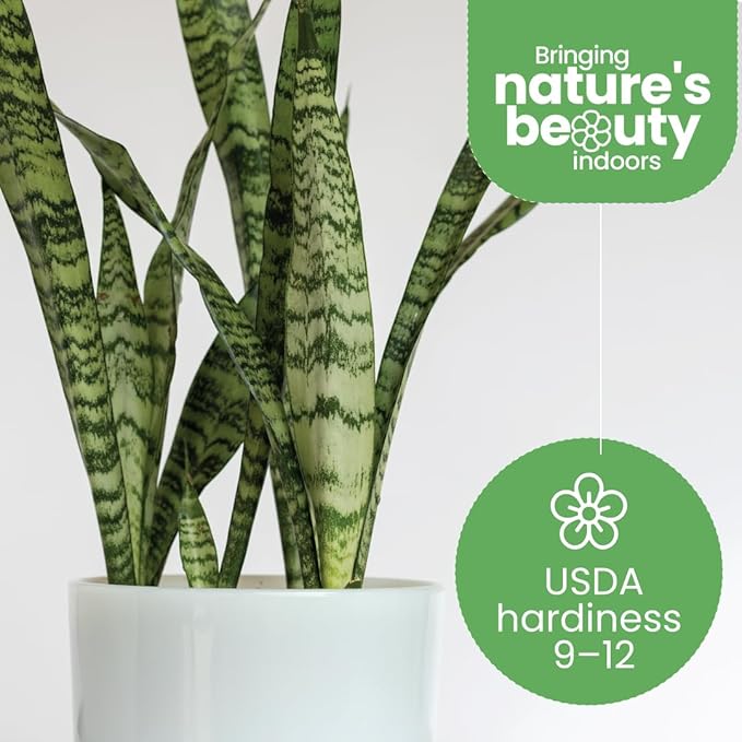 American Plant Exchange Live Sansevieria Trifasciata Laurentii Plant and Sansevieria Trifasciata Zeylanica Plant, Sansevieria Plant Bundle, Plant Pots for Home and Garden Decor, 10" Pot, Pack of 2