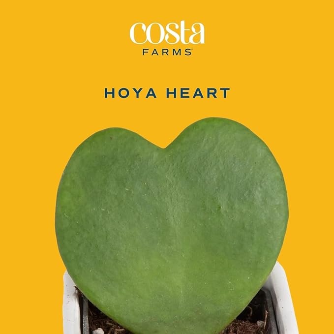Costa Farms Hoya Heart Live Plant, Succulent-Like Houseplant in Cute Love Decor Plant Pot, Potting Soil, Live Plants Room Décor, Valentine's Day Gift For Mom, Birthday, Tabletop Size, 5-Inches Tall