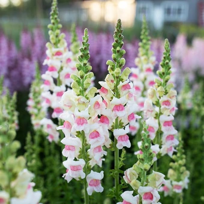 5000+ Snowflake Snapdragon Flower Seeds Outdoor-Perennial Heirloom Antirrhinum Majus Plant Seed Attracts Bees& Attracts Butterflies