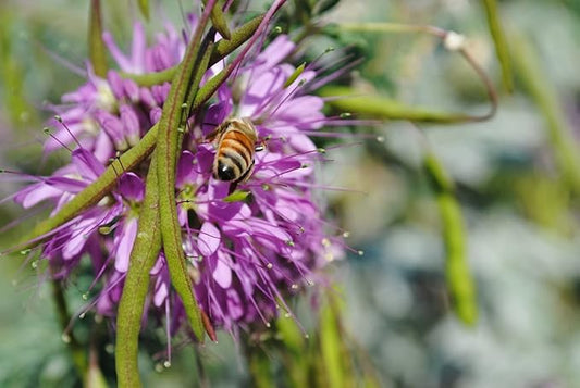 400 Rocky Mountain beeplant Seeds for Planting 3 Grams USA Harvested Native Pollinator bee Butterfly Bee Plant