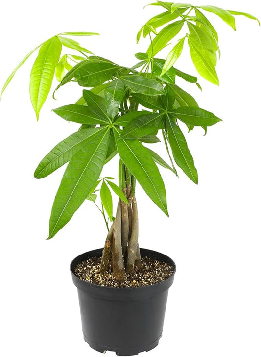 Altman Plants, Chinese Money Plant Decor, Money Tree Plant Indoor House Plants, Bonsai Tree Feng Shui Decor, House Plants Indoors Live Plants Indoor Plants Live Houseplants Live Indoor Live Plants