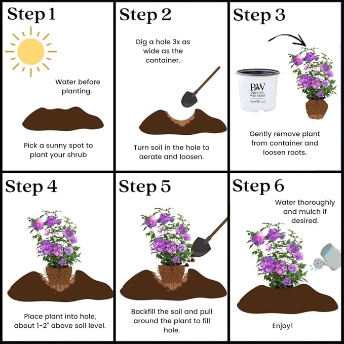 2 Gallon Proven Winners Hibiscus Dark Lavender Chiffon Shrub