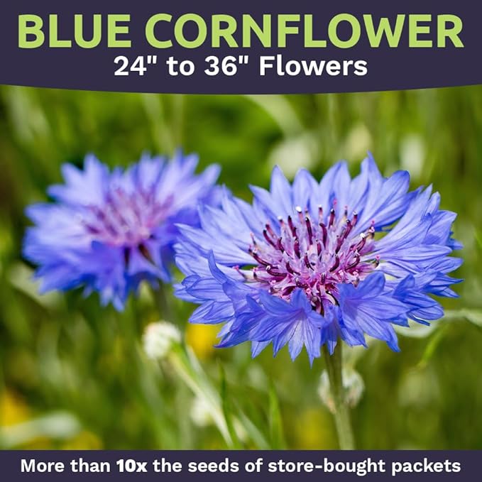 Blue Cornflower Seeds – Bachelor Buttons – Extra Large Packet – Over 5,000 Open Pollinated Non-GMO Wildflower Seeds – Centaurea cyanus