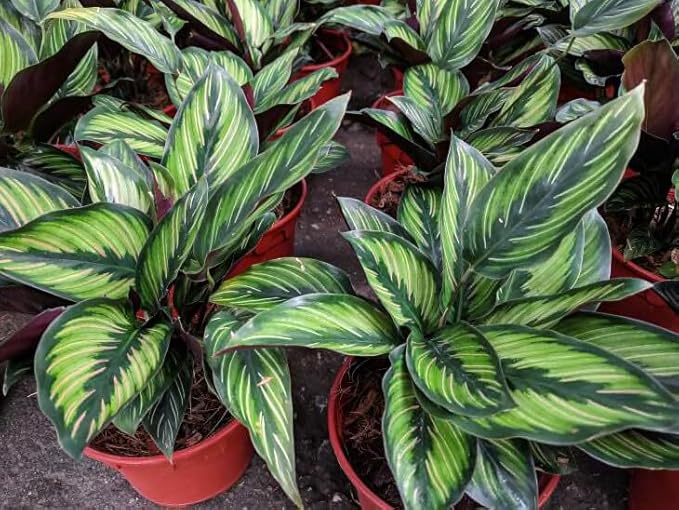 Calathea Plant Potting Soil - Experience Captivating Foliage and Vibrant Growth with Professional Grade Mix - 10 Quart
