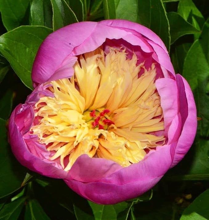 Peony Mix 25+ Seeds Flowers Planting for Outdoor Indoor