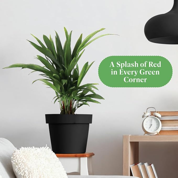 American Plant Exchange Lipstick Palm, Sealing Wax Live Plant, 10" Pot, Exotic Palm Tree, Green Foliage