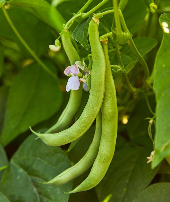 Burpee Stringless Green Pod Bush Bean Seeds 8 ounces of seed