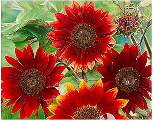 Rouge Royale Sunflower Seeds - Red Sunflower…