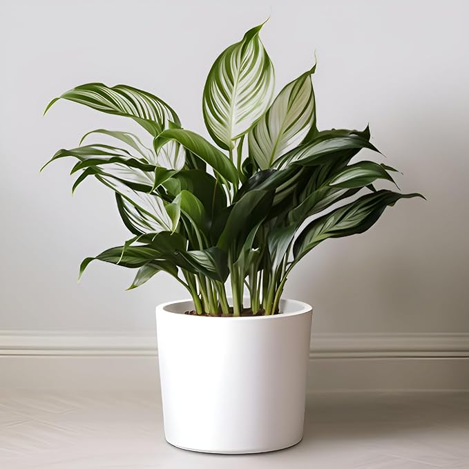 Willowy 9 Inch Matte White Ceramic Planter - Ceramic Plant Pots for Indoor, White Indoor Planter, White Flower Pot for Indoor Plants, 9 Inch Plant Pot, 9 Inch Ceramic Planter, 9 Inch Pot with Drainage