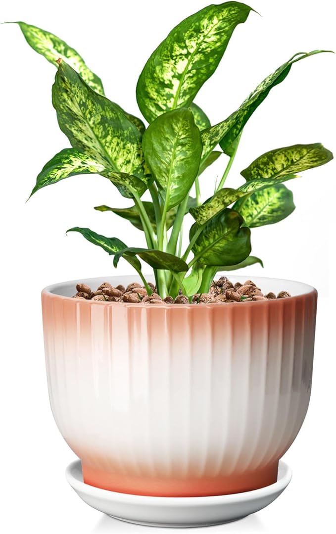 8 Inch Plant Pot, Ceramic Planter with Drainage and Saucer, Ceramic Pots for Plants, Indoor Plant pots,Ceramic Flower pots(Orange+ White, Plants NOT Included)