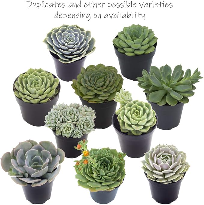 Altman Plants, Echeveria Succulents Live Plants (4 Pack), Live Succulents Plants Live Houseplants, Live Indoor Plants Succulent Plants, Succulent Plant House Plants Indoors Live Succulent Party Favors