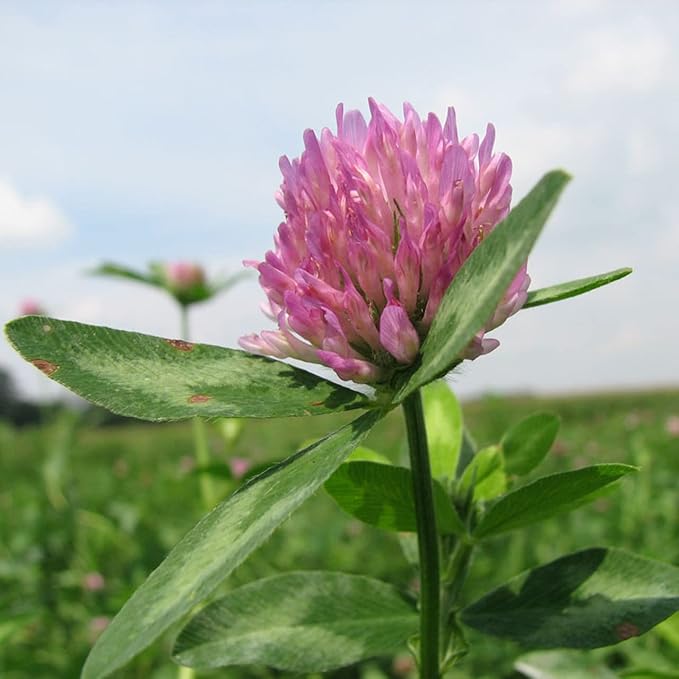 Todd's Seeds Red Clover Seeds, Non-GMO, Chemical Free, High Germination (One Pound)