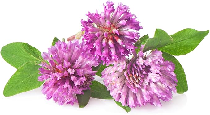 Todd's Seeds Red Clover Seeds, Non-GMO, Chemical Free, High Germination (1/2 Pound)