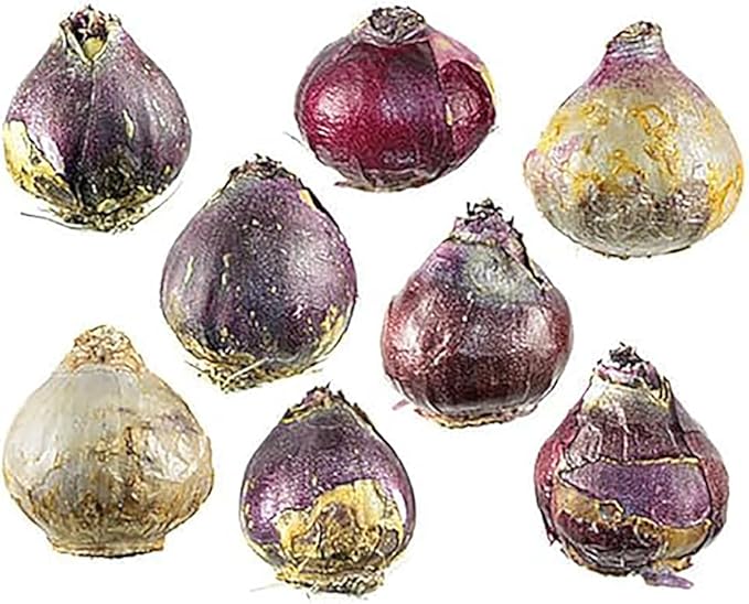 10 Hyacinth Bulbs - Cotton Candy
