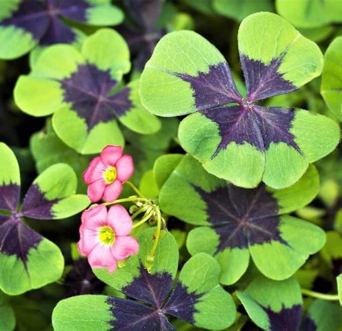Iron Cross Shamrock Bulbs for Planting - Fast Growing Year Round Color Indoors or Outdoors - Oxalis Shamrock Bulbs for Good Luck (20 Bulbs)
