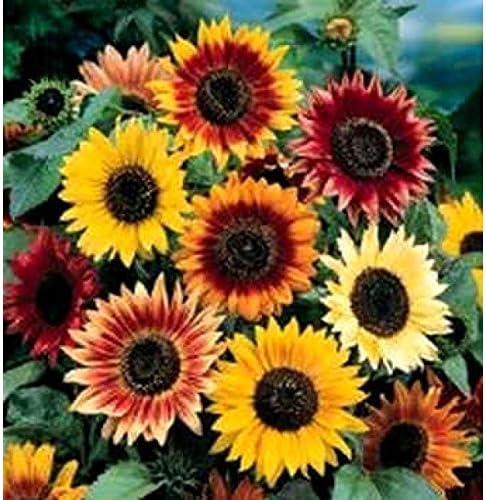 Non GMO Bulk Autumn Beauty Sunflower Seeds- Helianthus annuus (25 Lbs)