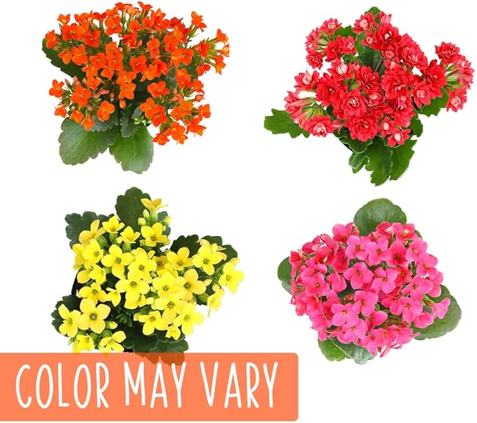 Kalanchoe Plant Succulents Plants Live Houseplants in White Planter, Live Succulents Live House Plants, Succulent Plants Live Plants Indoor Plants, Live Succulent Plant Lover Gifts by Plants for Pets