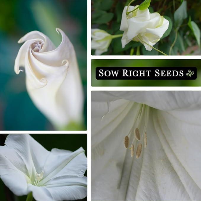 Sow Right Seeds - Moonflower (Ipomoea alba) Flower Seeds for Planting - Beautiful Flowers to Plant in Your Home Garden - Non-GMO Heirloom Seeds - Tall Annual Great for Cut Flowers - Wonderful Gift (1)