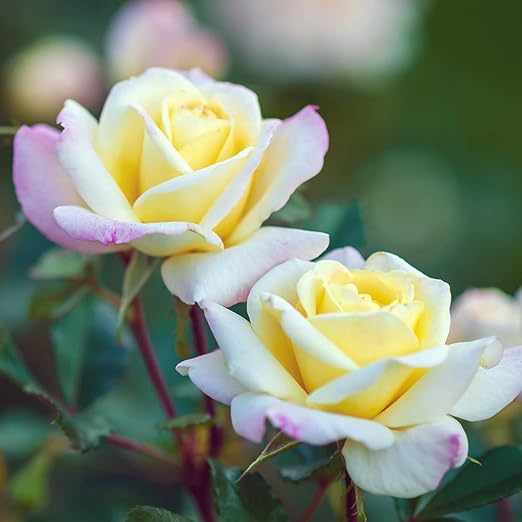 Perfect Rose Fertilizer – Premium Rose and Flower Fertilizer – Floral Nutrients for All Types of Flowers – Plant Fertilizer with Kelp for Soil and Hydroponic Flower Gardens