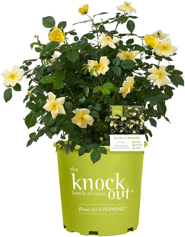 2 Gallon Knock Out Easy Bee-zy Rose Shrub