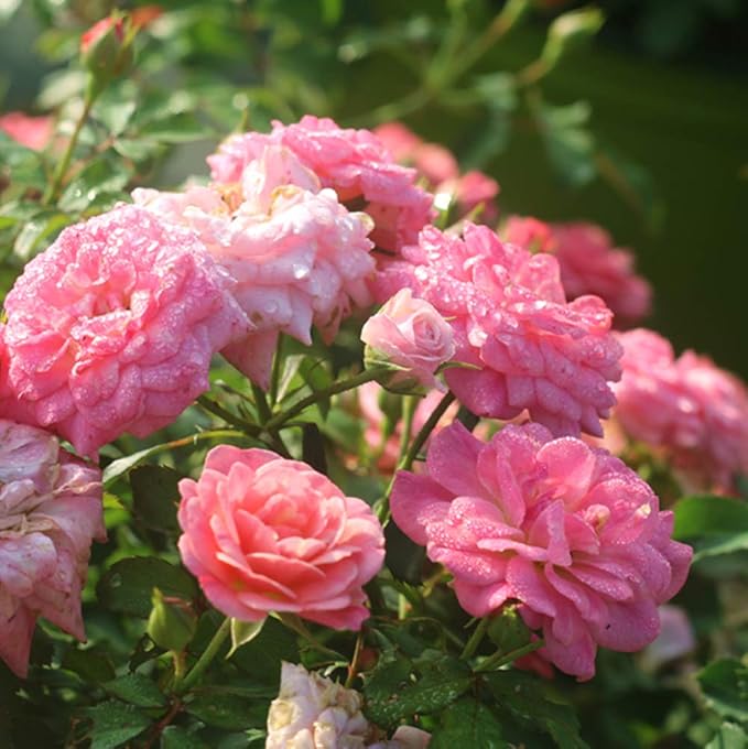 PERFECT PLANTS Sweet Drift Rose Live Plant, 3 Gallon, Dark Green and Baby Pink