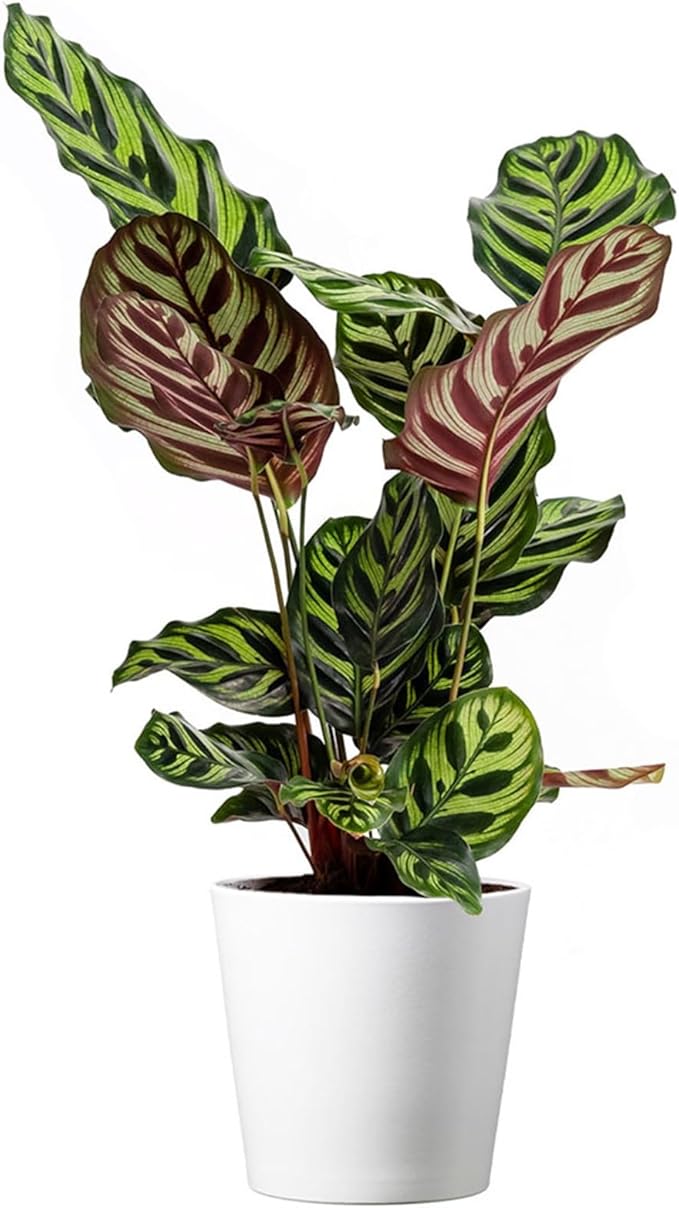 American Plant Exchange Calathea Makoyana, Stylish Pot Cover Included, 6-Inch Pot, Easy Care, Live Indoor Prayer Plant, Pet Safe, Tropical Houseplant for Home & Office Décor