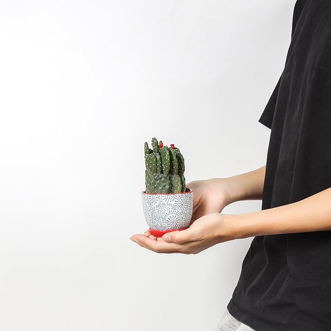 Selamica Ceramic Plant Pots, Indoor Flower Pots for Indoor Plants, 3.5+4.6+5.5 Planters with Drainage Hole & Saucer, Set of 3, Home Decor, Assorted Colors