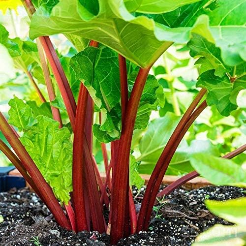 Rhubarb Seeds for Planting Pie Plant Rheum Australe About 50 Seeds