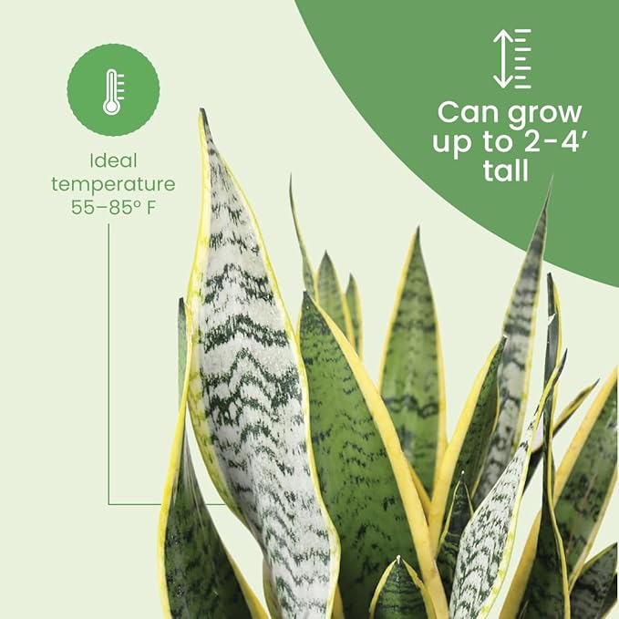 American Plant Exchange Live Sansevieria Trifasciata Laurentii Plant and Sansevieria Trifasciata Zeylanica Plant, Sansevieria Plant Bundle, Plant Pots for Home and Garden Decor, 10" Pot, Pack of 2