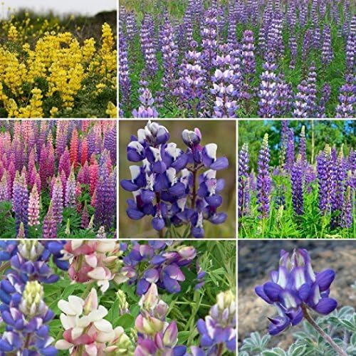 Non GMO Bulk Lupine Mix Flower Seed 7 Species of Wildflower Seeds (10 lbs)