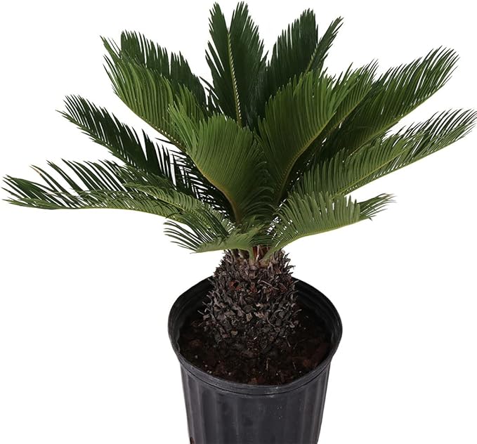 American Plant Exchange Live King Sago Palm Tree, Japanese Sago Palm Tree, Plant Pot for Home and Garden Decor, 10" Pot