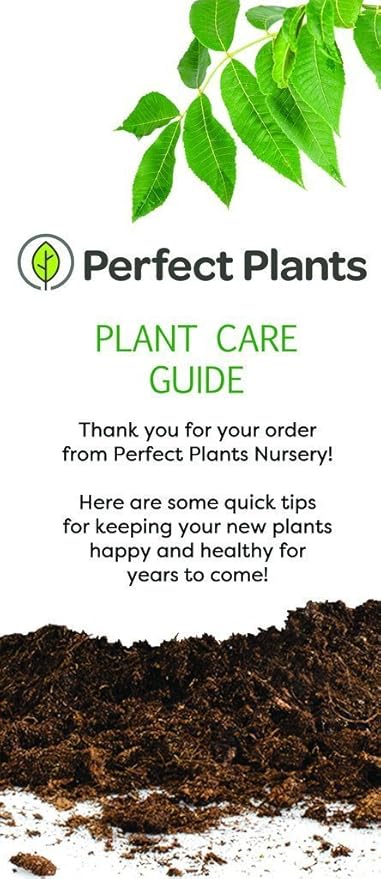 PERFECT PLANTS Coral Drift Rose Live Plant, 3 Gallon, Includes Care Guide