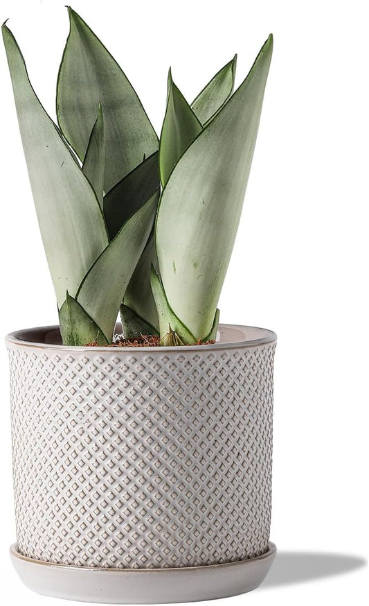 6 Inch Plant Pots: Ceramic Planter with Drainage Hole & Saucer - Flowerpot for Indoor & Outdoor Plants - Beaded Embossed Design White - with Separate Tray